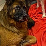 dog, large_dog, brown_dog, black_dog, fluffy_dog, blanket, red_blanket, indoor, floor, tile_floor, pet, animal, canine, resting, lying_down, fur, companion, cozy, two_dogs, legs