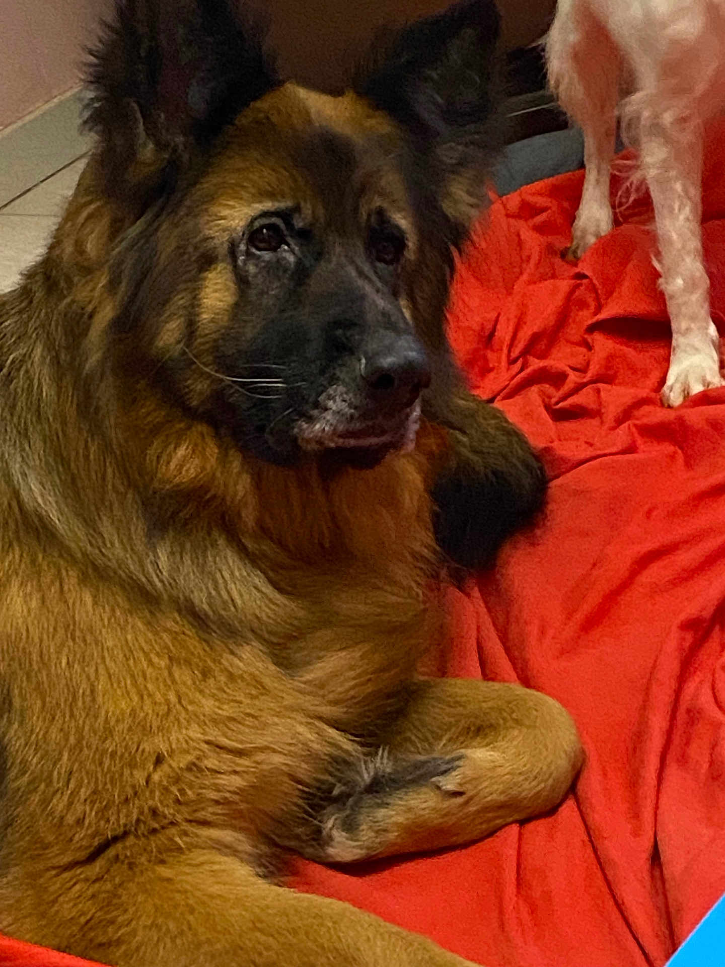 Orka