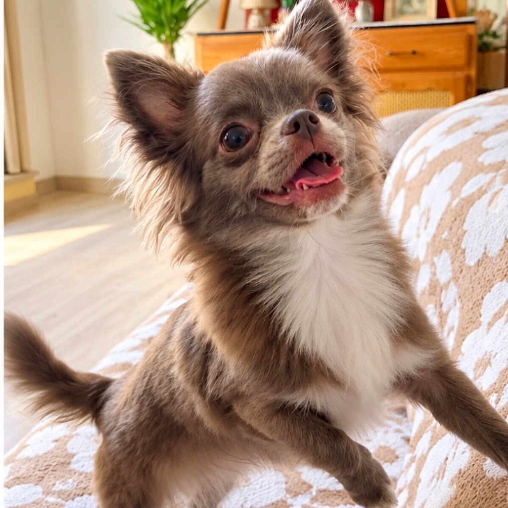 Maya