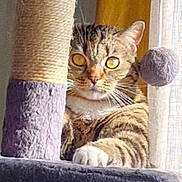 Mafille participe au concours pour gagner de l'argent avec cette photo : animal, cat, claws, curious, curtain, feline, fur, home, indoor, paw, pet, plush, relaxed, resting, scratching_post, tabby_cat, toy_ball, whiskers, window, yellow_eyes