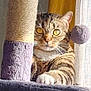 animal, cat, claws, curious, curtain, feline, fur, home, indoor, paw, pet, plush, relaxed, resting, scratching_post, tabby_cat, toy_ball, whiskers, window, yellow_eyes