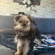 Abbu a rejoint le concours — aidez-le/la à gagner de superbes lots ! dog, small_dog, fur, pet, indoor, couch, blanket, collar, curious, cute, living_room, decor, flower_vase, painting, brick_wall, fur_texture, animal, standing, canine, domestic_pet