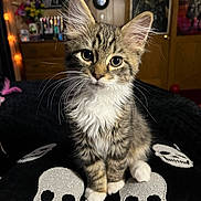 Lizzie joined the competition — help win amazing prizes! kitten, cat, tabby, fur, whiskers, ears, eyes, cushion, skull, glitter, black, indoor, room, poster, drawer, flowers, lighting, cozy, curious, pet