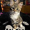 kitten, cat, tabby, fur, whiskers, ears, eyes, cushion, skull, glitter, black, indoor, room, poster, drawer, flowers, lighting, cozy, curious, pet