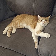 Simba joined the competition — help win amazing prizes! cat, orange_cat, feline, pet, couch, recliner, upholstery, indoor, sleeping, lounging, paw, whiskers, fur, living_room, furniture, relaxed, portrait, animal, cute, tabby