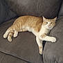 cat, orange_cat, feline, pet, couch, recliner, upholstery, indoor, sleeping, lounging, paw, whiskers, fur, living_room, furniture, relaxed, portrait, animal, cute, tabby