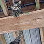 tabby_cat, cat, feline, tail, whiskers, paws, wood_beam, rafters, ceiling, roof, barn, loft, rustic, looking_down, fluffy, fur, portrait, playful, indoor, curious