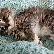 Nyxie is registered to the contest to win money with this photo: animal, blanket, cat, cozy, curious, cute, feline, fluffy, fur, indoor, kitten, knitted, lying_down, paws, pet, relaxed, small, turquoise, whiskers, young