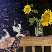 Tt joined the competition — help win amazing prizes! cat, black_and_white_cat, sunflower, mason_jar, jar, porch, railing, wood, mat, night, flash_glare, glowing_eyes, leaves, petals, outdoor, plant, garden, sitting, still_life, flower_vase