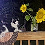 cat, black_and_white_cat, sunflower, mason_jar, jar, porch, railing, wood, mat, night, flash_glare, glowing_eyes, leaves, petals, outdoor, plant, garden, sitting, still_life, flower_vase