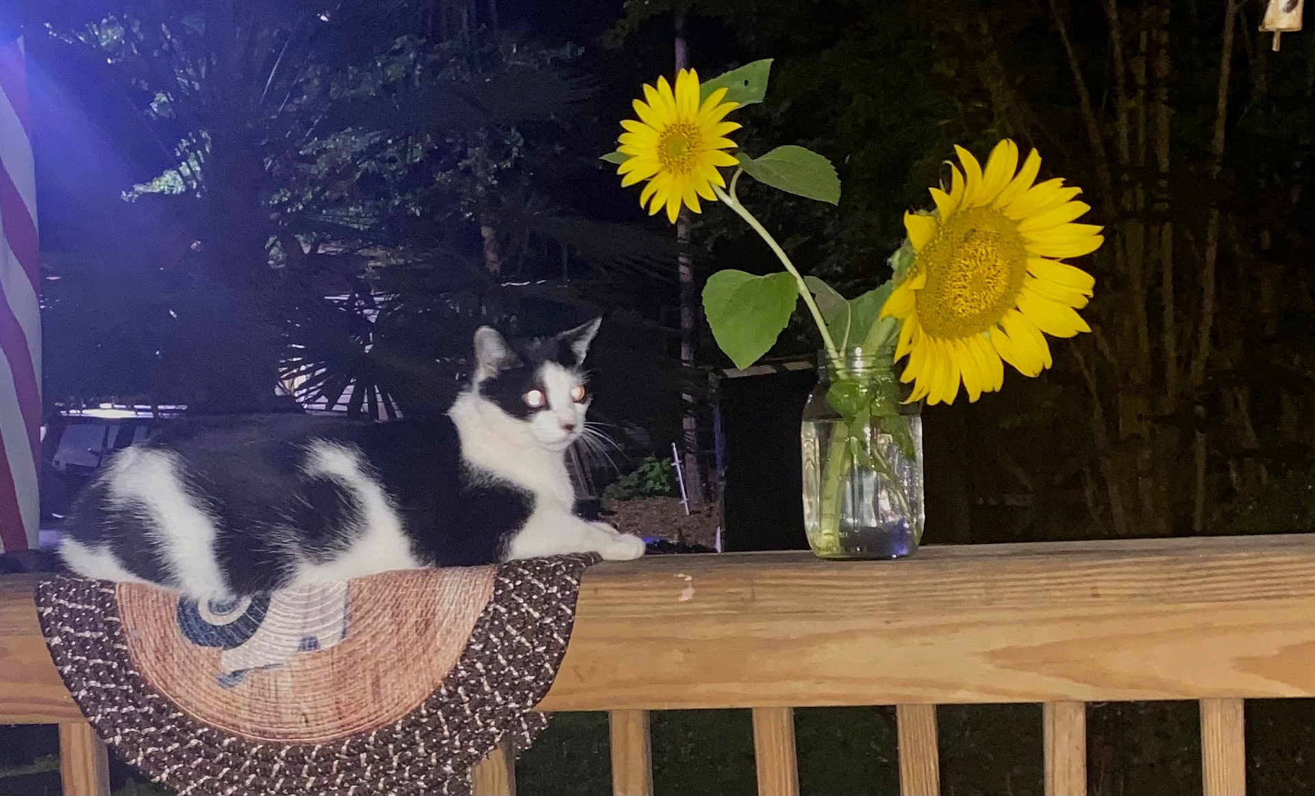 Tt joined the competition — help win amazing prizes! cat, black_and_white_cat, sunflower, mason_jar, jar, porch, railing, wood, mat, night, flash_glare, glowing_eyes, leaves, petals, outdoor, plant, garden, sitting, still_life, flower_vase