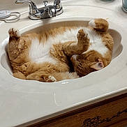 Sabi joined the competition — help win amazing prizes! cat, orange_cat, sink, bathroom, faucet, countertop, porcelain, wooden_cabinet, candle, sleeping, nap, relaxed, pet, paw, whiskers, fur, domestic_cat, home_interior, tiled_floor, cozy