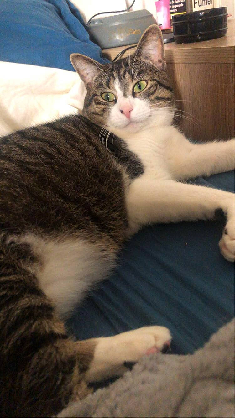 Gros Chat a rejoint le concours — aidez-le/la à gagner de superbes lots ! carnivore, cat, claw, comfort, domestic_short_haired_cat, felidae, fur, paw, sitting, small_to_medium_sized_cats, snout, tail, terrestrial_animal, whiskers