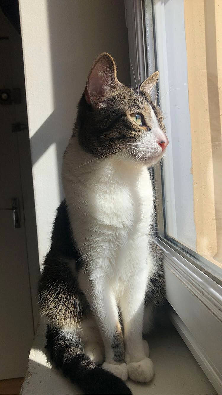 Gros Chat a rejoint le concours — aidez-le/la à gagner de superbes lots ! carnivore, cat, domestic_short_haired_cat, door, felidae, fixture, fur, paw, small_to_medium_sized_cats, snout, tail, terrestrial_animal, whiskers, window