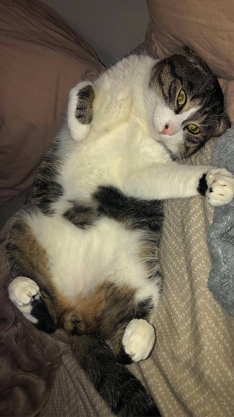 Gros Chat a rejoint le concours — aidez-le/la à gagner de superbes lots ! carnivore, cat, claw, comfort, domestic_short_haired_cat, felidae, fur, paw, small_to_medium_sized_cats, tail, terrestrial_animal, whiskers