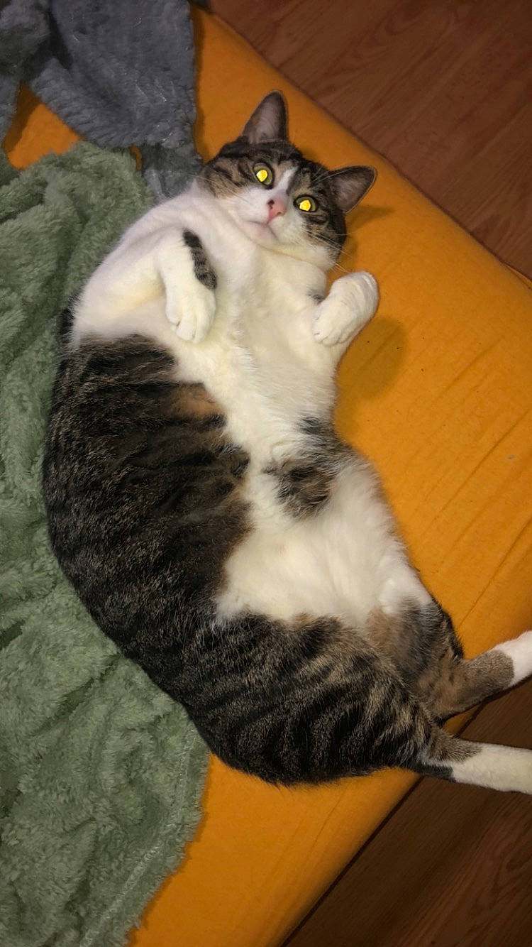 Gros Chat participe au concours pour gagner de l'argent avec cette photo : carnivore, cat, claw, comfort, domestic_short_haired_cat, felidae, flooring, foot, fur, hardwood, human_leg, lap, paw, sitting, small_to_medium_sized_cats, snout, tail, whiskers, wood, wood_flooring