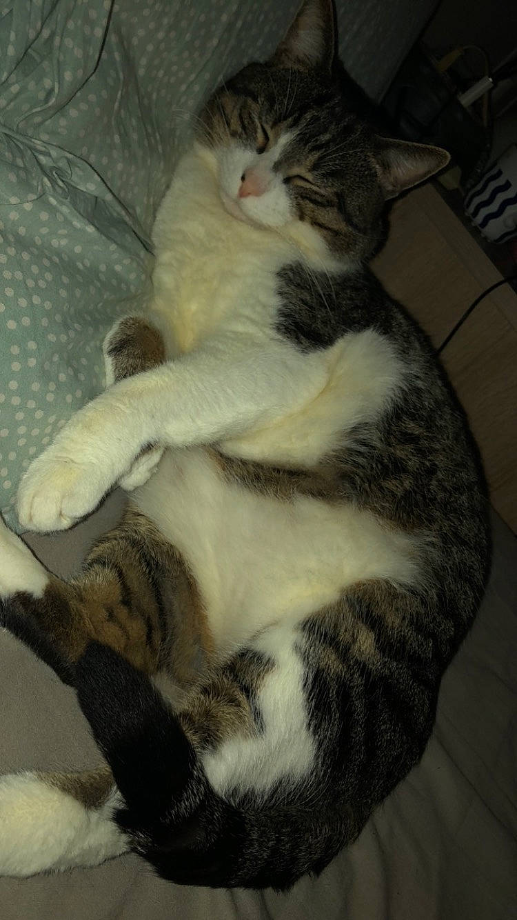 Gros Chat a rejoint le concours — aidez-le/la à gagner de superbes lots ! carnivore, cat, claw, comfort, domestic_short_haired_cat, felidae, fur, nap, paw, sleep, small_to_medium_sized_cats, tail, whiskers