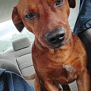 Bear joined the competition — help win amazing prizes! animal, blue_sweater, brown_dog, canine, car_interior, closeup, companion, curious, dog, ears, indoors, leather_seat, paw, person_partial, pet, seat, snout, tail, whiskers, window