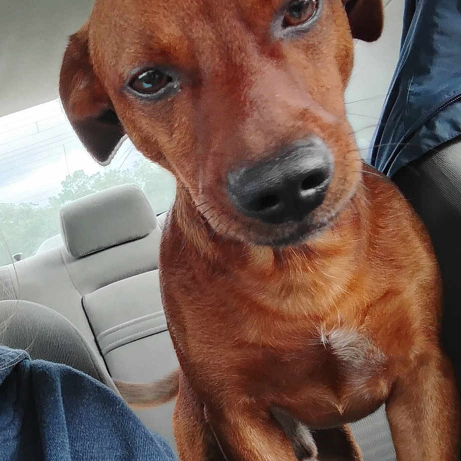 Bear joined the competition — help win amazing prizes! animal, blue_sweater, brown_dog, canine, car_interior, closeup, companion, curious, dog, ears, indoors, leather_seat, paw, person_partial, pet, seat, snout, tail, whiskers, window