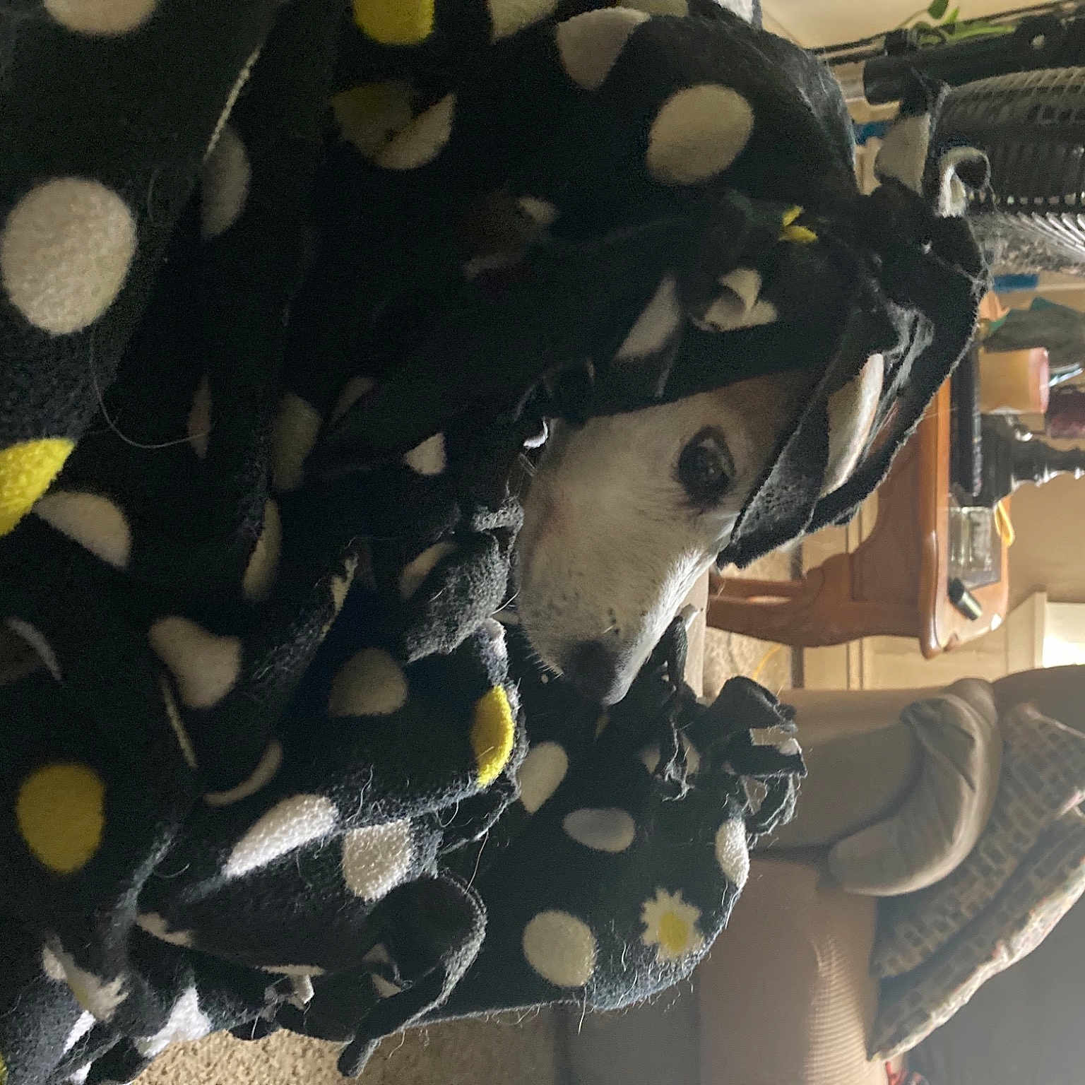 Jaxson joined the competition — help win amazing prizes! audio_equipment, auto_part, automotive_design, automotive_exterior, automotive_tire, automotive_wheel_system, bag, bicycle_part, fashion_accessory, helmet, metal, pattern, personal_protective_equipment, python, python_family, reptile, rim, serpent, snake, tire