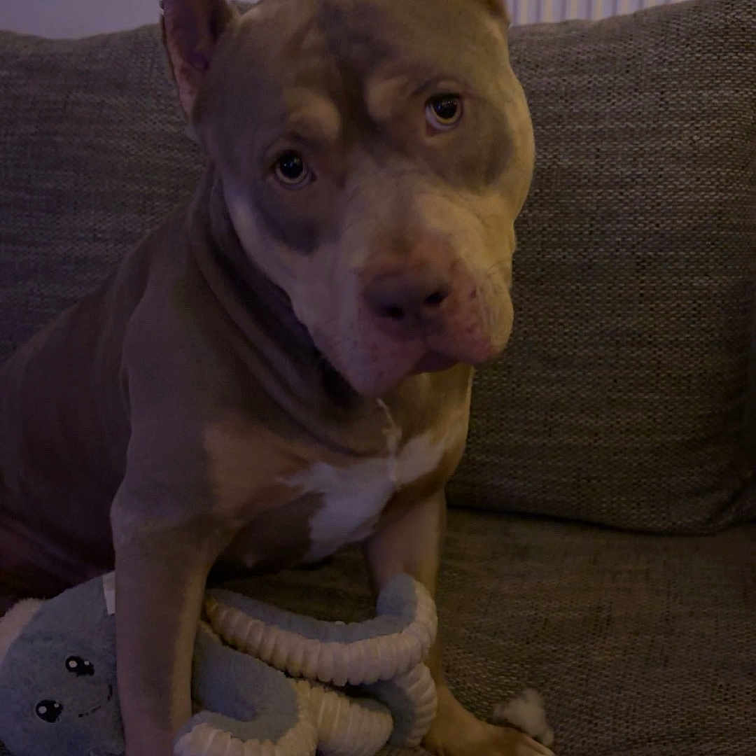 Zola participe au concours pour gagner de l'argent avec cette photo : animal, architecture, boxer, building, bulldog, canine, chair, couch, cushion, dog, frenchbulldog, furniture, homedecor, husky, indoors, interiordesign, pet, pitbull, puppy, snout