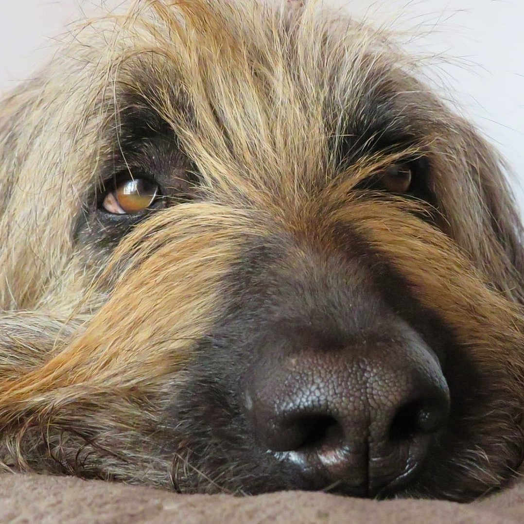 Prune a rejoint le concours — aidez-le/la à gagner de superbes lots ! animal, brown_fur, canine, close_up, cozy, dog, eyes, fur, indoor, laying_down, muzzle, nose, pet, portrait, relaxed, resting, sleepy, soft, texture, whiskers
