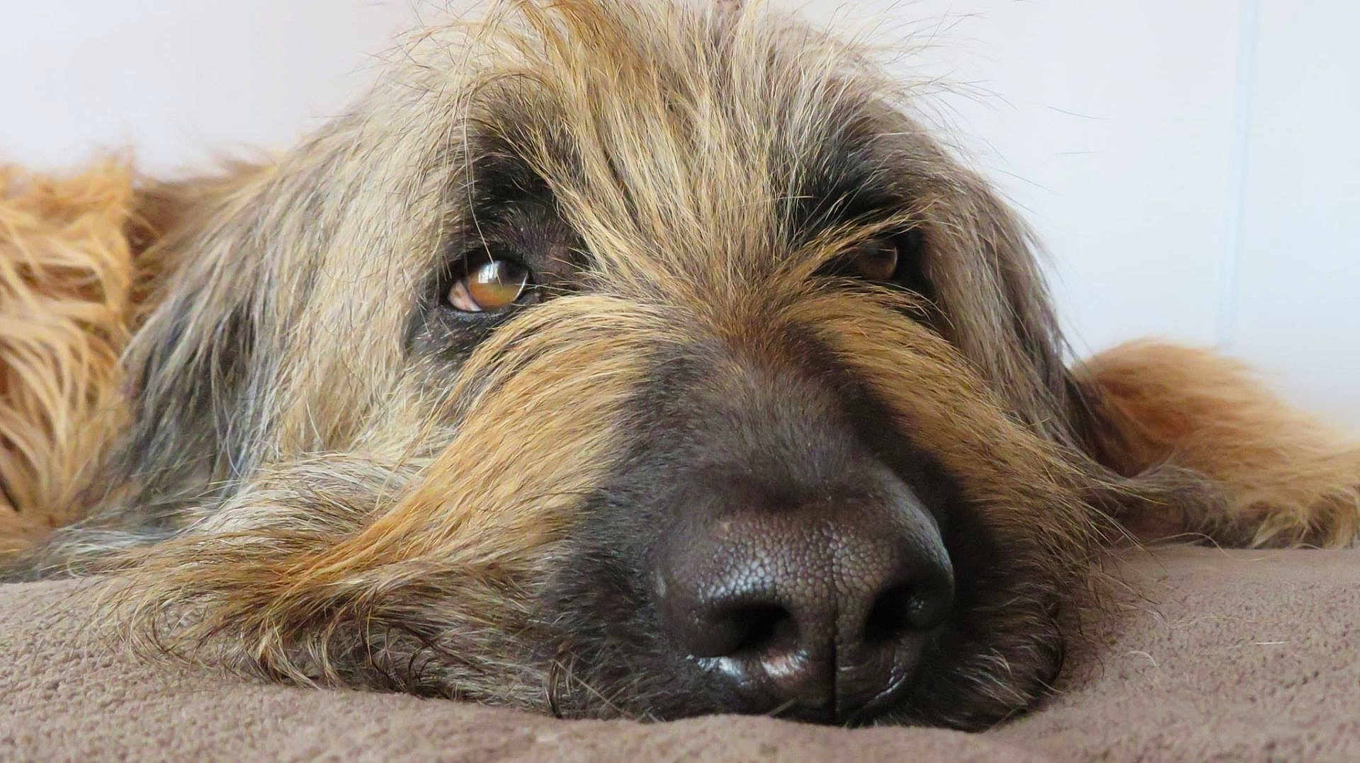Prune a rejoint le concours — aidez-le/la à gagner de superbes lots ! animal, brown_fur, canine, close_up, cozy, dog, eyes, fur, indoor, laying_down, muzzle, nose, pet, portrait, relaxed, resting, sleepy, soft, texture, whiskers
