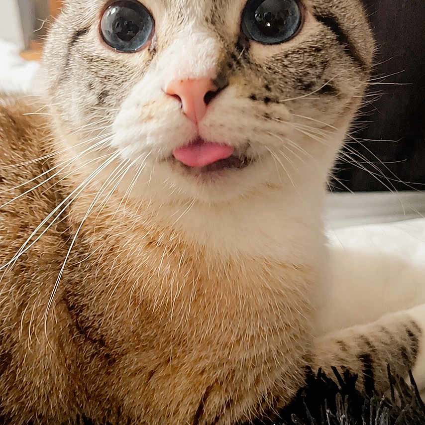 Zyler is registered to the contest to win money with this photo: cat, tongue_out, wide_eyes, fur, pet, indoor, close_up, cute, whiskers, animal, mammal, domestic, fluffy, resting, relaxed, portrait, feline, striped, pink_nose, soft