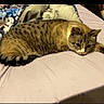 Zyler is registered to the contest to win money with this photo: cat, tabby, bed, blanket, floral_pattern, indoor, pet, resting, fur, animal, comfort, relaxation, striped, paws, head, feline, domestic_animal, sleepy, quiet, household