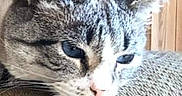 Zyler joined the competition — help win amazing prizes! cat, tabby, close_up, resting, indoor, feline, pet, gray, blue_eyes, fur, animal, portrait, wood, texture, calm, head, whiskers, ears, soft_light, household