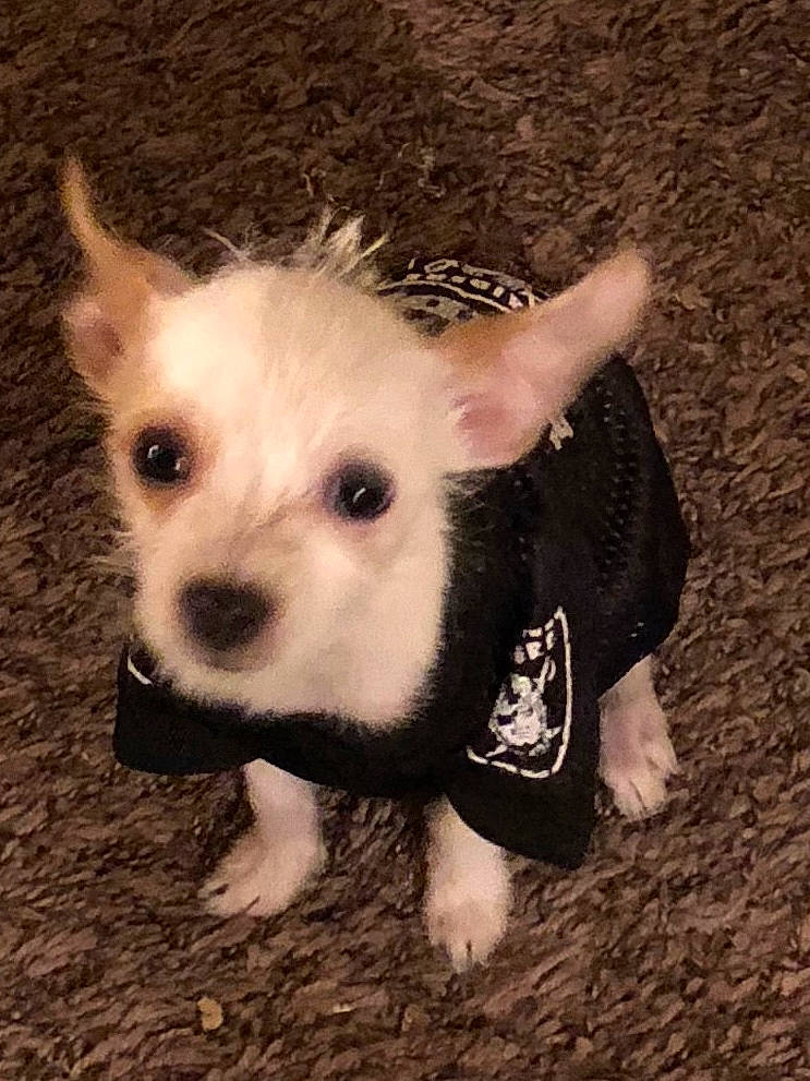 Roofis is registered to the contest to win money with this photo: carnivoran, dog, dog_breed, dog_breed_group, dog_like_mammal, person, puppy, snout