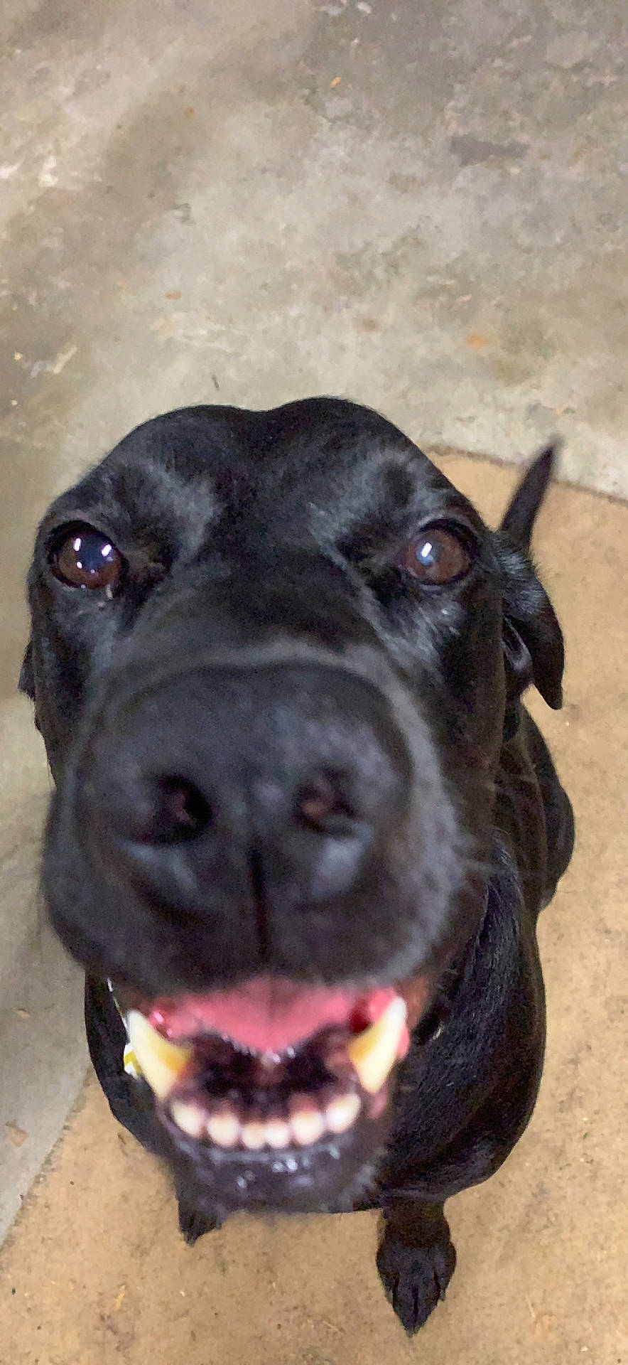 Kira a rejoint le concours — aidez-le/la à gagner de superbes lots ! borador, canidae, carnivore, collar, companion_dog, dog, dog_breed, dog_collar, fang, fawn, fur, liver, pet_supply, plant, snout, sporting_group, terrestrial_animal, whiskers, working_animal, working_dog