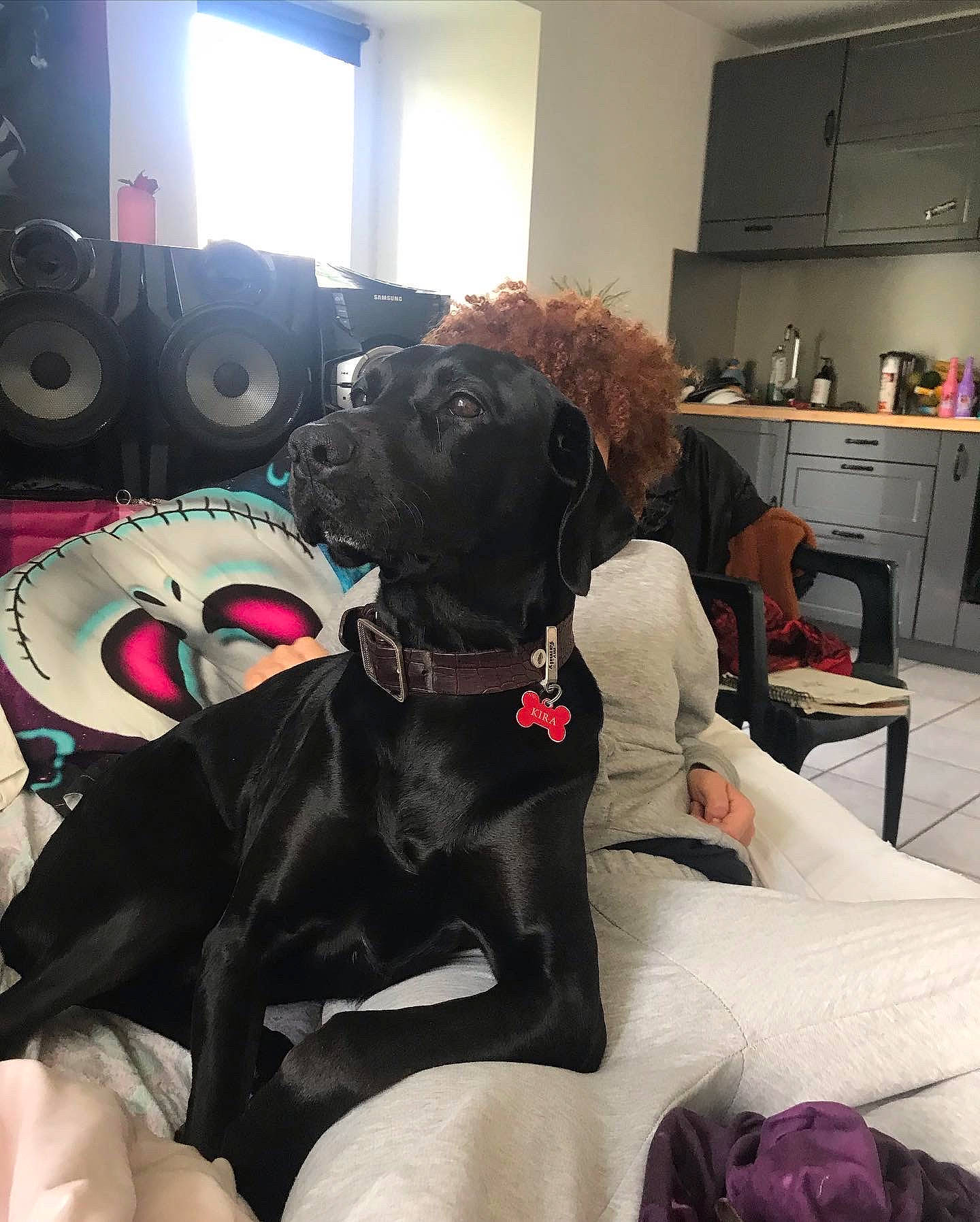 Kira participe au concours pour gagner de l'argent avec cette photo : cabinetry, canidae, carnivore, chair, collar, comfort, companion_dog, dog, dog_breed, dog_collar, dog_supply, fawn, flooring, fur, kitchen_appliance, leash, sporting_group, toy_dog, window, working_animal