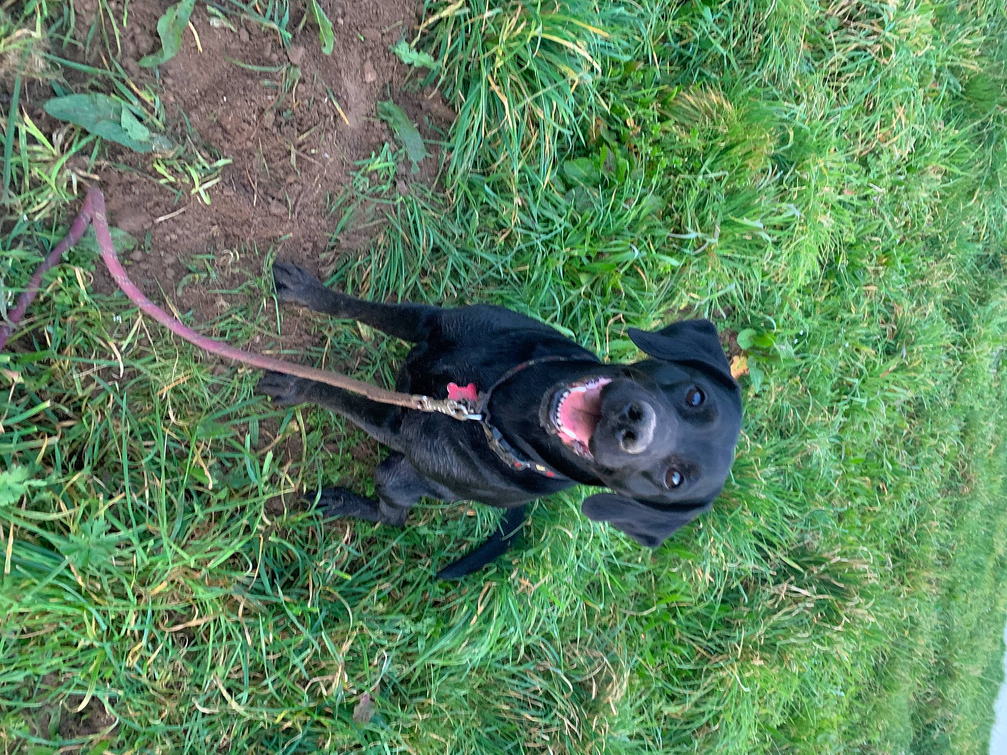 Kira participe au concours pour gagner de l'argent avec cette photo : adventure, borador, canidae, carnivore, companion_dog, dog, dog_breed, grass, groundcover, guard_dog, hunting_dog, non_sporting_group, personal_protective_equipment, plant, recreation, snout, sporting_group, tail, terrestrial_animal, working_animal