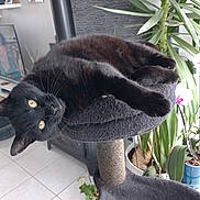 Pepsi a rejoint le concours — aidez-le/la à gagner de superbes lots ! black_cat, cat, pet, feline, lying_down, relaxed, upside_down, green_eyes, whiskers, fur, cat_tree, scratching_post, indoor, home, living_room, houseplants, orchid, sunlight, furniture, funny_pose