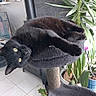 black_cat, cat, pet, feline, lying_down, relaxed, upside_down, green_eyes, whiskers, fur, cat_tree, scratching_post, indoor, home, living_room, houseplants, orchid, sunlight, furniture, funny_pose