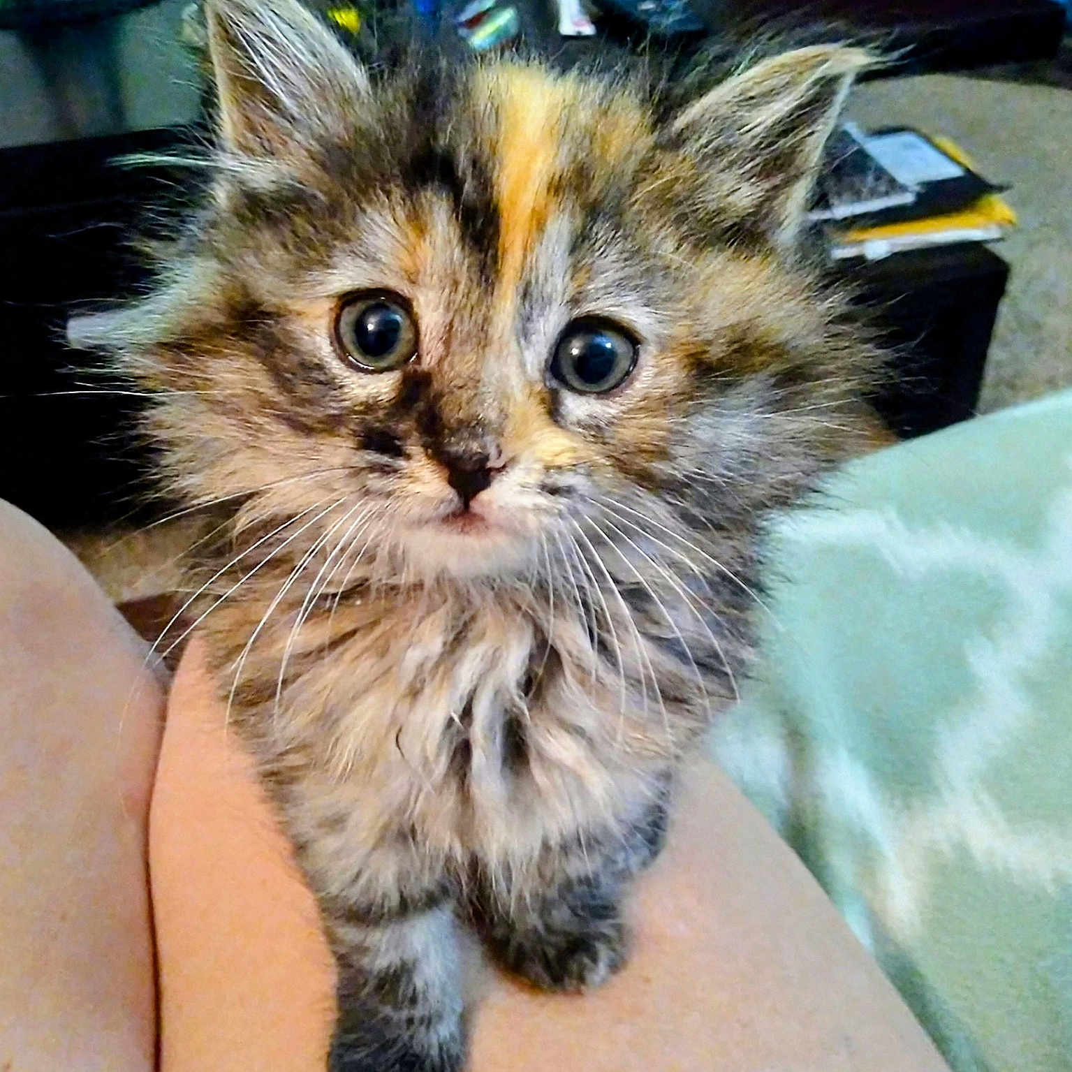 Queen Zoey is registered to the contest to win money with this photo: abyssinian, animal, brasssection, cat, chair, couch, desk, face, furniture, head, horn, indoors, kitten, manx, musicalinstrument, person, pet, photography, portrait, table