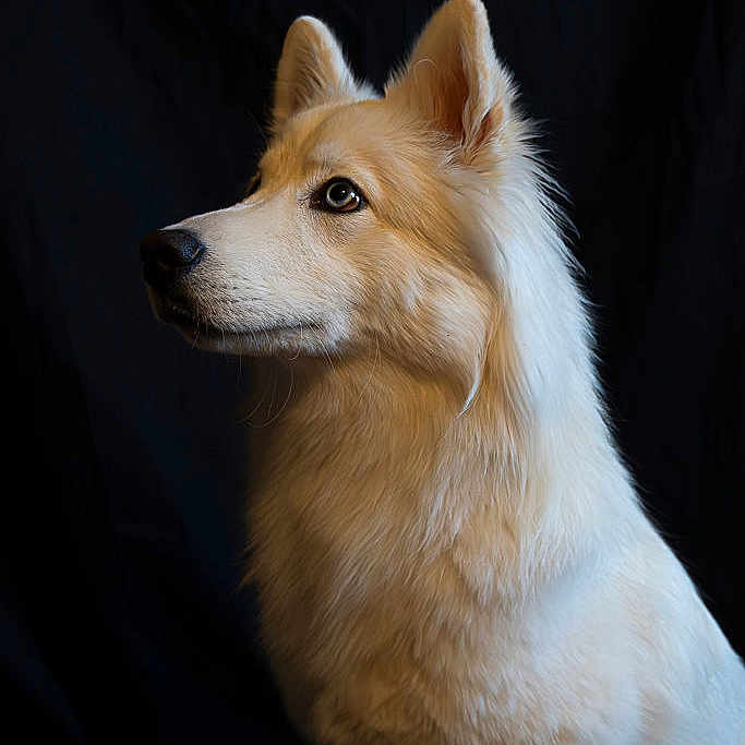 Godjo a rejoint le concours — aidez-le/la à gagner de superbes lots ! animal, attentive, black_background, canine, dog, ears, eyes, fur, long_fur, muzzle, pet, photography, portrait, regal, side_profile, signature, studio, studio_lighting, whiskers, white_fur
