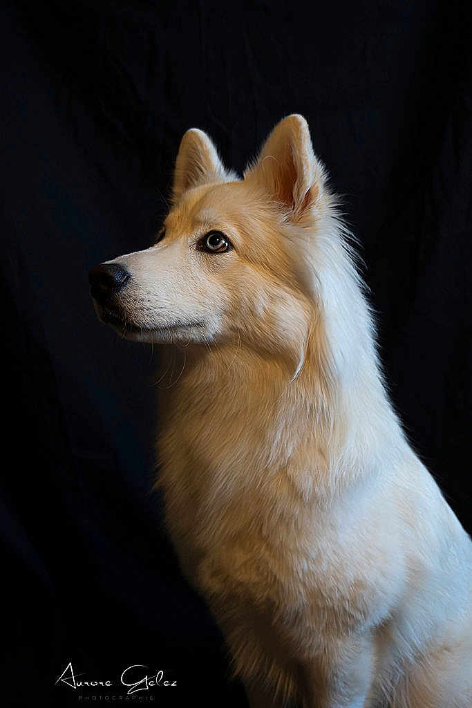 Godjo a rejoint le concours — aidez-le/la à gagner de superbes lots ! dog, canine, portrait, fur, studio, black_background, side_profile, ears, attentive, white_fur, long_fur, pet, animal, muzzle, whiskers, eyes, photography, regal, studio_lighting, signature