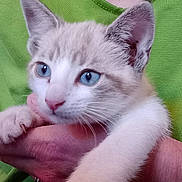 Gigi a rejoint le concours — aidez-le/la à gagner de superbes lots ! kitten, cat, blue_eyes, pet, animal, close_up, fur, whiskers, person, hand, holding, green_shirt, cute, domestic_cat, young, mammal, indoor, face, portrait, feline