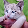 kitten, cat, blue_eyes, pet, animal, close_up, fur, whiskers, person, hand, holding, green_shirt, cute, domestic_cat, young, mammal, indoor, face, portrait, feline