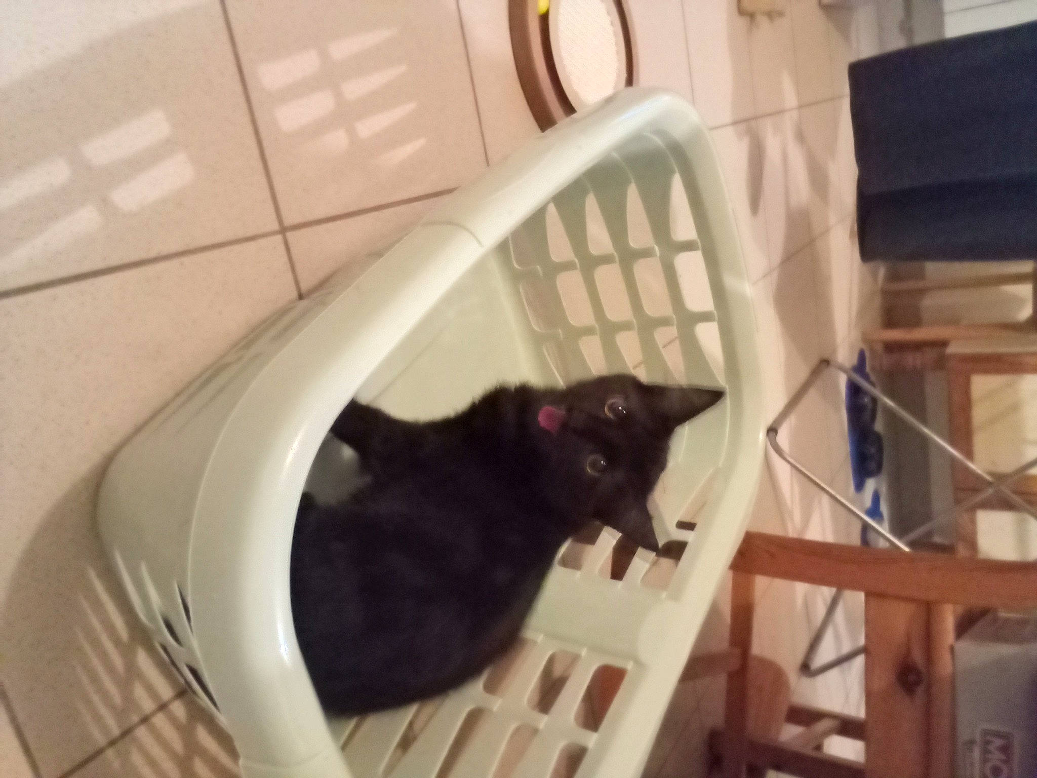 Poupi participe au concours pour gagner de l'argent avec cette photo : black_cat, bombay, carnivore, cat, cat_supply, chair, comfort, domestic_short_haired_cat, felidae, flooring, fur, hardwood, pet_supply, plumbing_fixture, room, small_to_medium_sized_cats, tail, vertebrate, whiskers, wood