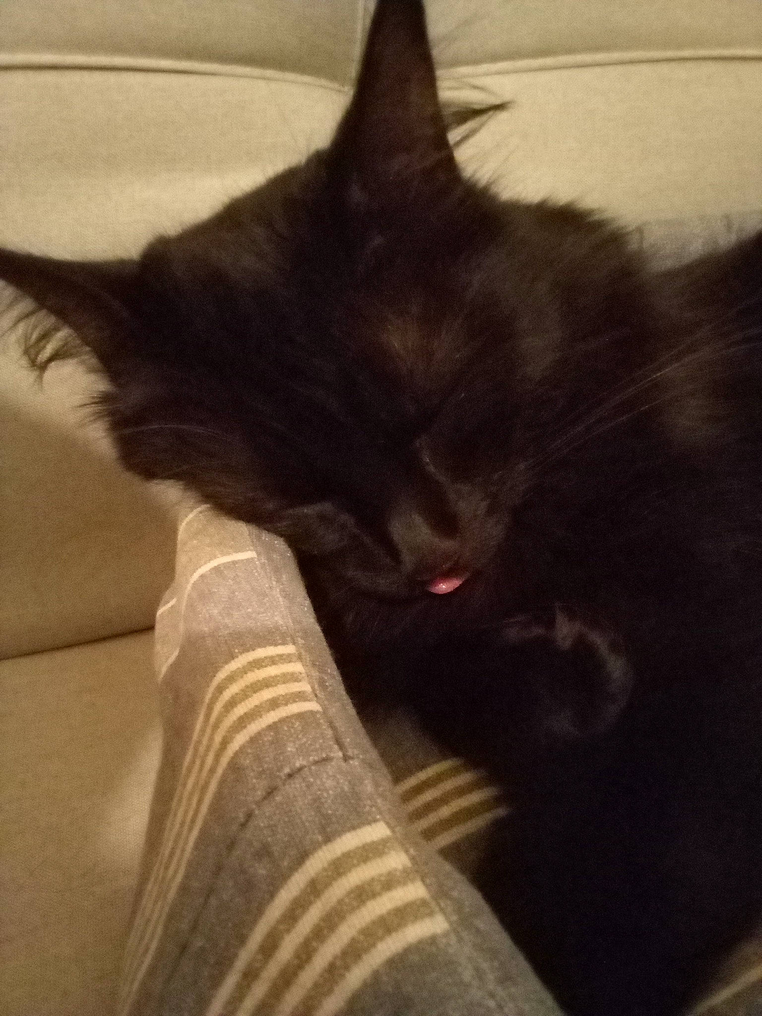 Poupi participe au concours pour gagner de l'argent avec cette photo : black_cat, bombay, carnivore, cat, cloud, comfort, domestic_short_haired_cat, ear, felidae, foot, fur, human_leg, leg, paw, sky, small_to_medium_sized_cats, snout, tail, tints_and_shades, whiskers