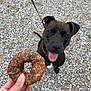 dog, black_dog, pet, leash, collar, treat, hand, tongue, happy, excited, outdoor, gravel, animal, canine, waiting, looking_up, cheerful, playful, close_up, daylight