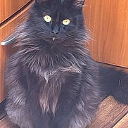 Bandi a rejoint le concours — aidez-le/la à gagner de superbes lots ! cat, black_cat, fluffy, pet, indoor, wood_floor, cabinet, feline, animal, sitting, portrait, yellow_eyes, long_fur, domestic_cat, cute, fur, whiskers, alert, home, mammal