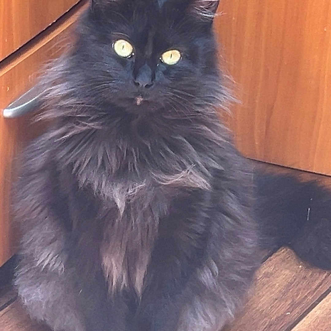Bandi a rejoint le concours — aidez-le/la à gagner de superbes lots ! cat, black_cat, fluffy, pet, indoor, wood_floor, cabinet, feline, animal, sitting, portrait, yellow_eyes, long_fur, domestic_cat, cute, fur, whiskers, alert, home, mammal