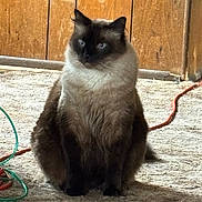 Fuzz joined the competition — help win amazing prizes! animal, blue_eyes, calm, carpet, cat, cords, cute, domestic, ears, feline, fluffy, fur, indoor, pet, quiet, siamese, sitting, tail, whiskers, wooden_door