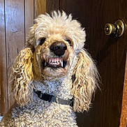 Bobo joined the competition — help win amazing prizes! dog, curly_hair, teeth, indoor, door, wood, collar, pet, animal, mischievous, close_up, portrait, fur, canine, expression, face, ears, brown, cute, domestic