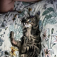 Lilly is registered to the contest to win money with this photo: kitten, cat, tabby, bedspread, floral_pattern, paw, playful, resting, domestic, pet, feline, striped, animal, cute, soft_lighting, human_arm, indoor, cozy, young, lying_down