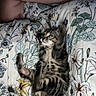 kitten, cat, tabby, bedspread, floral_pattern, paw, playful, resting, domestic, pet, feline, striped, animal, cute, soft_lighting, human_arm, indoor, cozy, young, lying_down